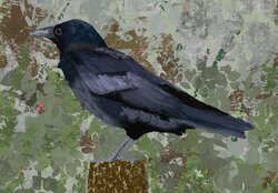 Carrion crow